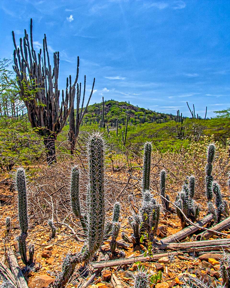 Washington Slagbaai National Park in Bonaire 1