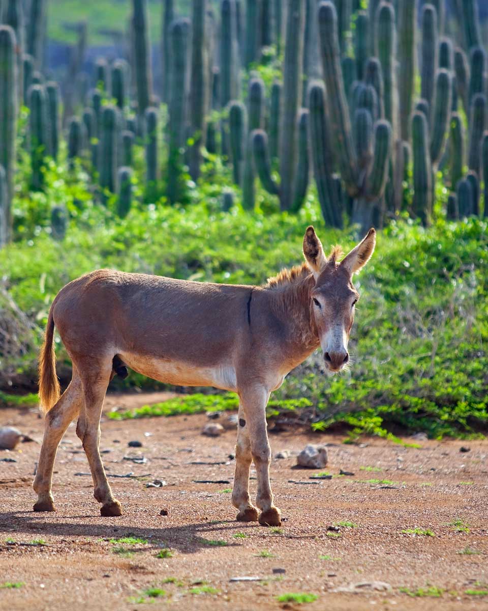 Wild donkey spotted on a tour in Bonaire