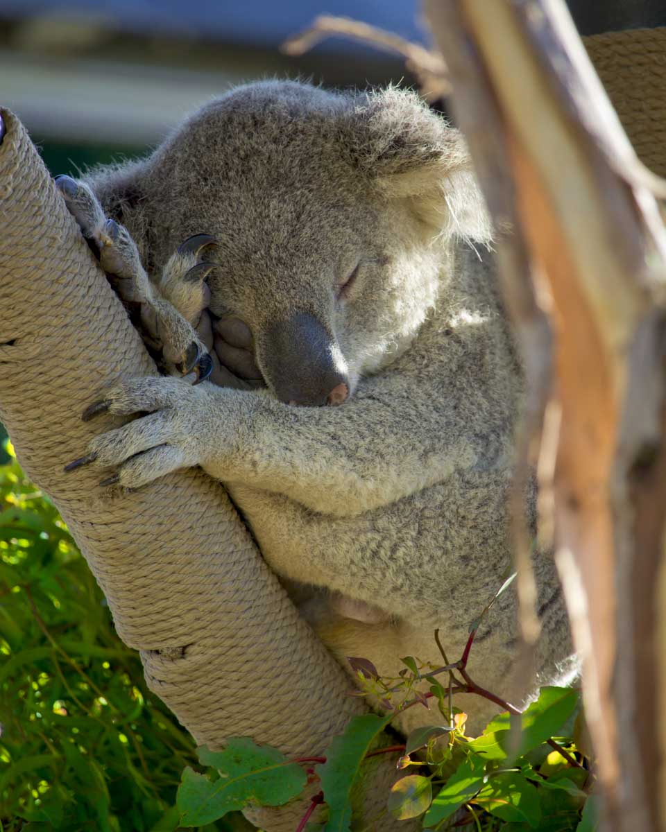 A-koala-sleeping-seen-on a tour in Canberra Australia