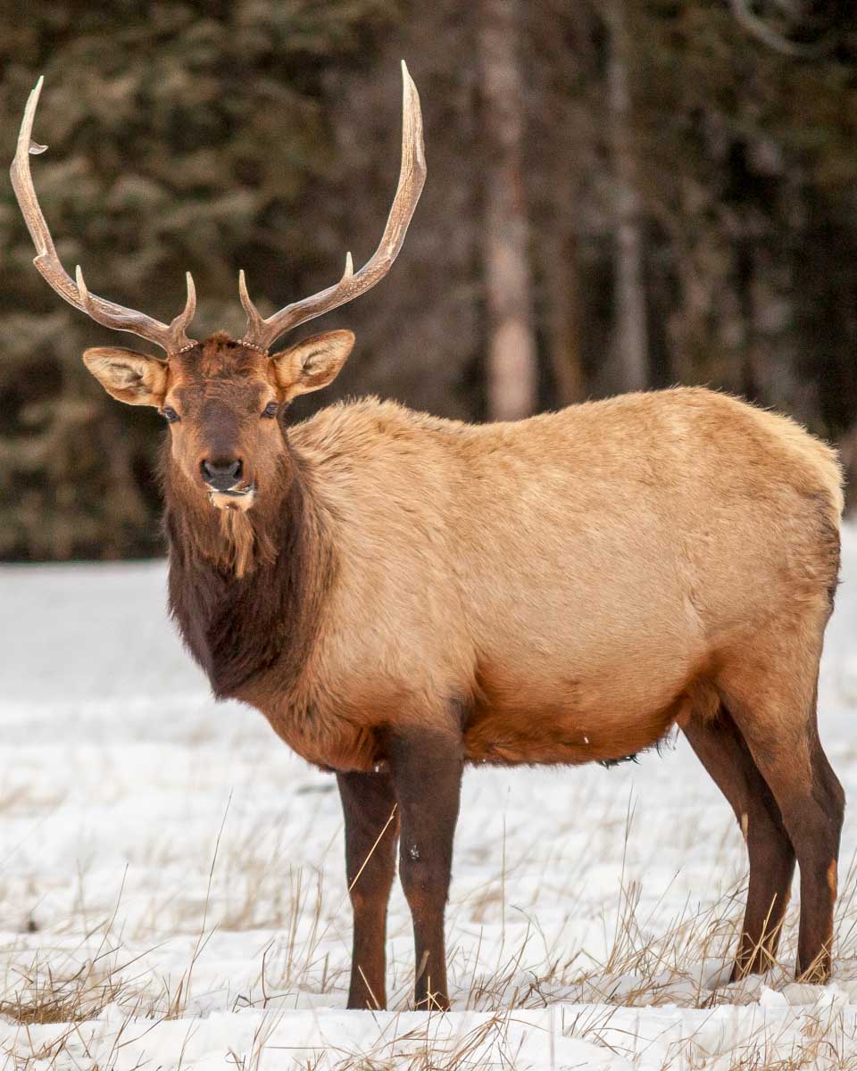 An elk seen on a wildlife tour winter in Jasper AB Canada