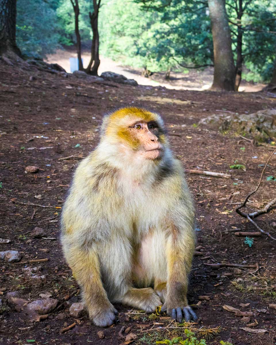 Barbary macaques seen on a tour to Marrakech Morocco from Fez