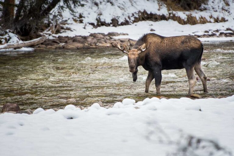 Bull moose in national park, Jasper, AB Canada