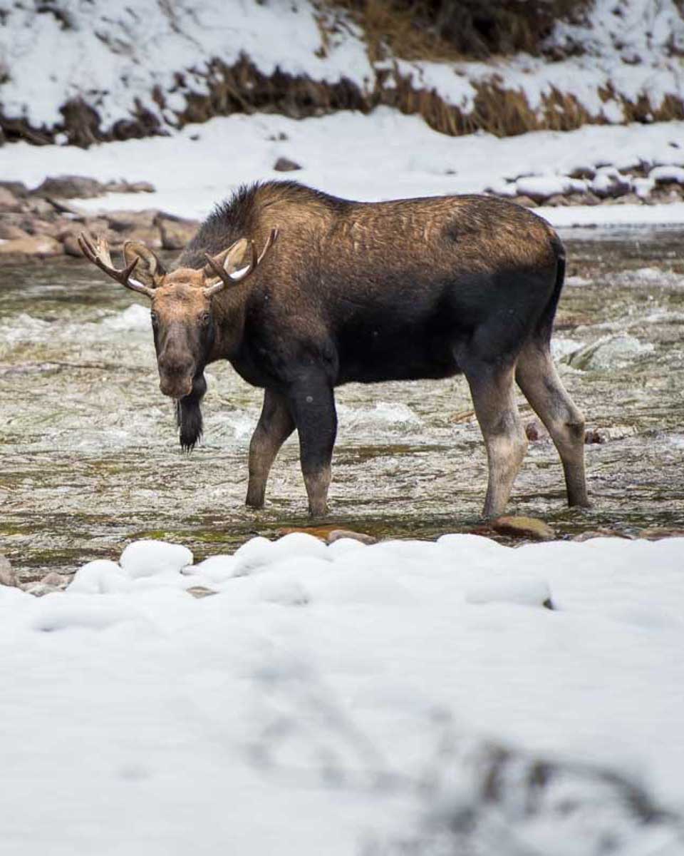 Bull-moose-in-national-park-Lake Louise-AB-Canada