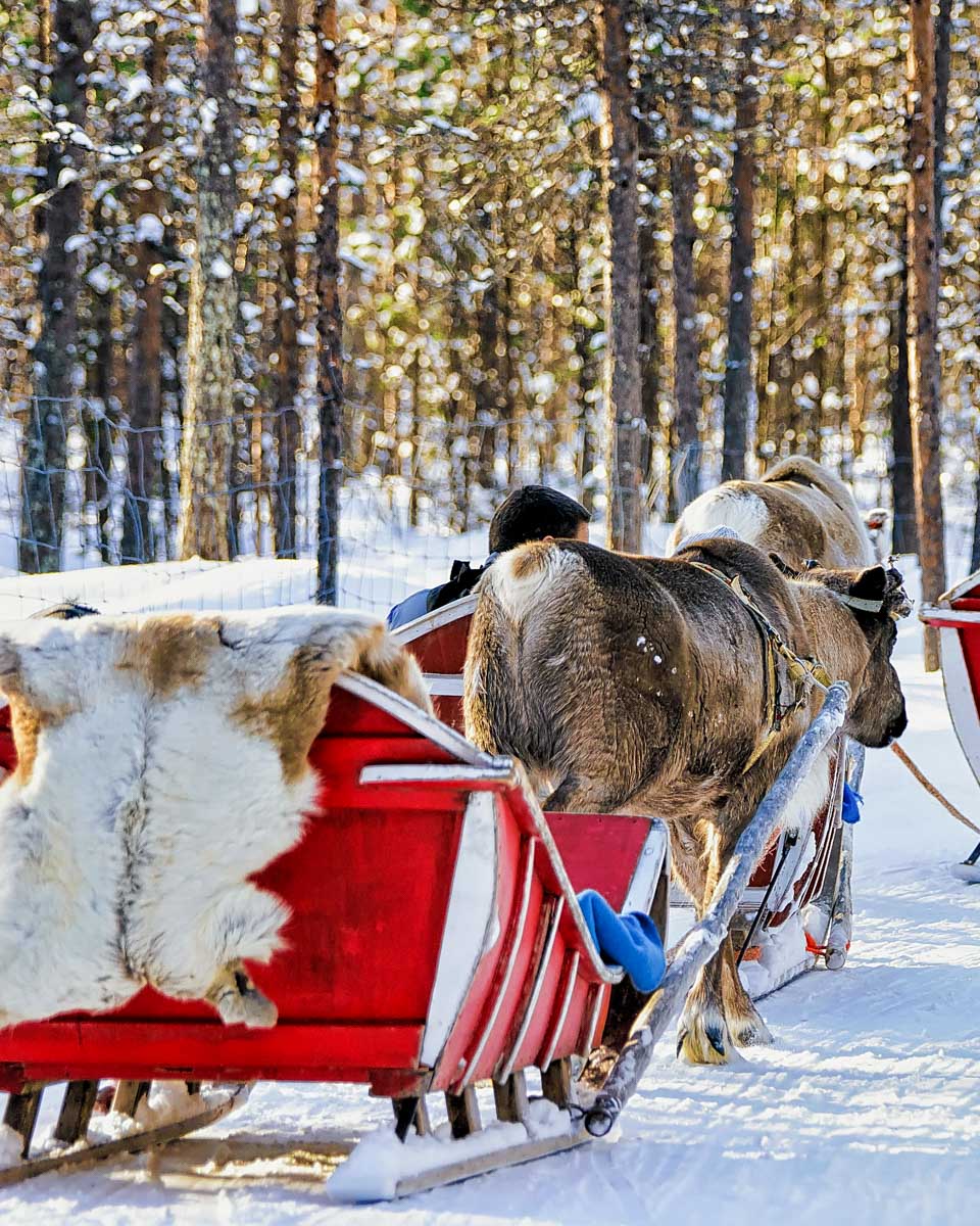 People in Reindeer sledge caravan in winter Rovaniemi Finland