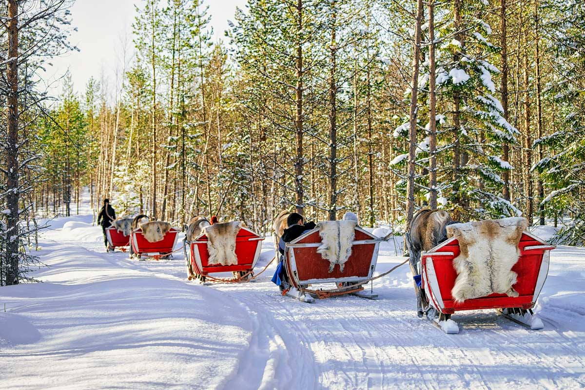 Reindeer in the snow in Rovaniemi, Finland