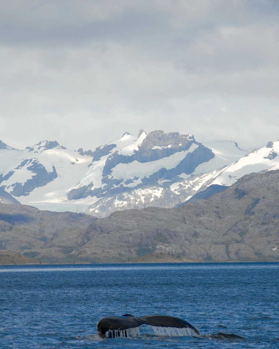A humpback whale in the strait of magellan on a cruise from Punta Arenas Argentina