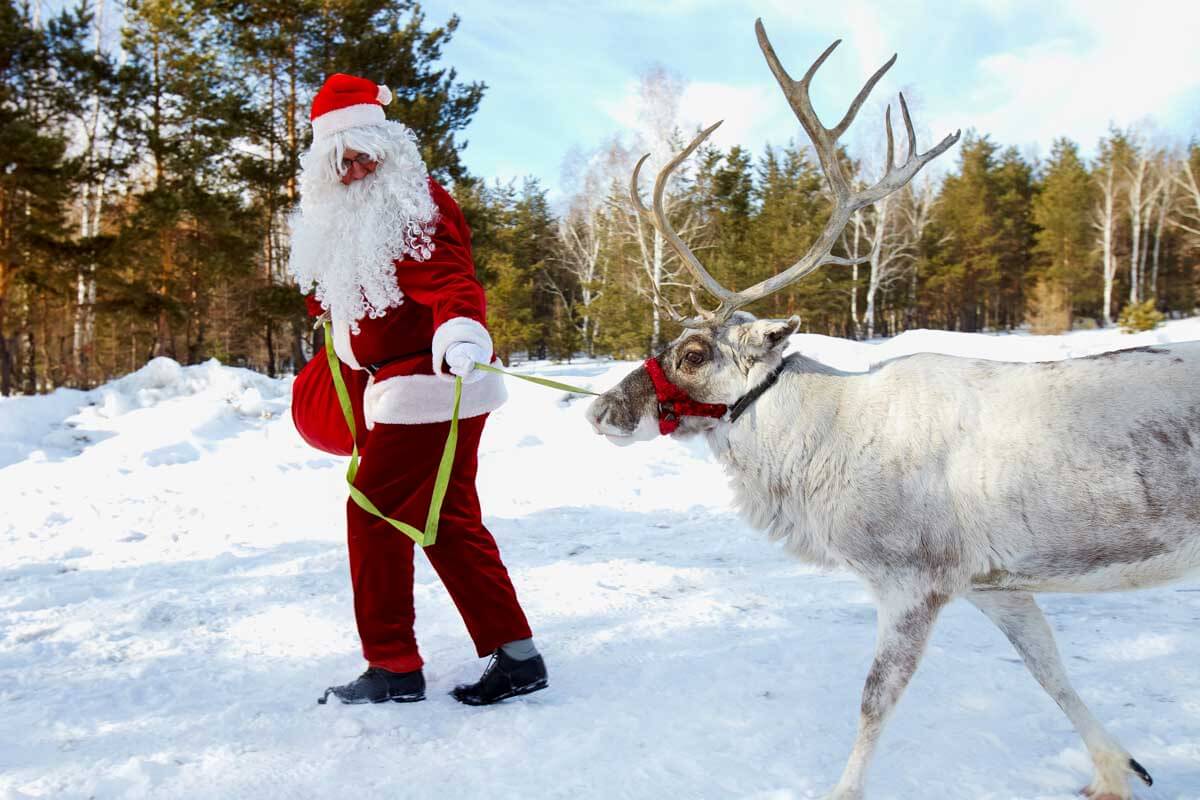 A man walks a reindeer in Fairbanks Alaska