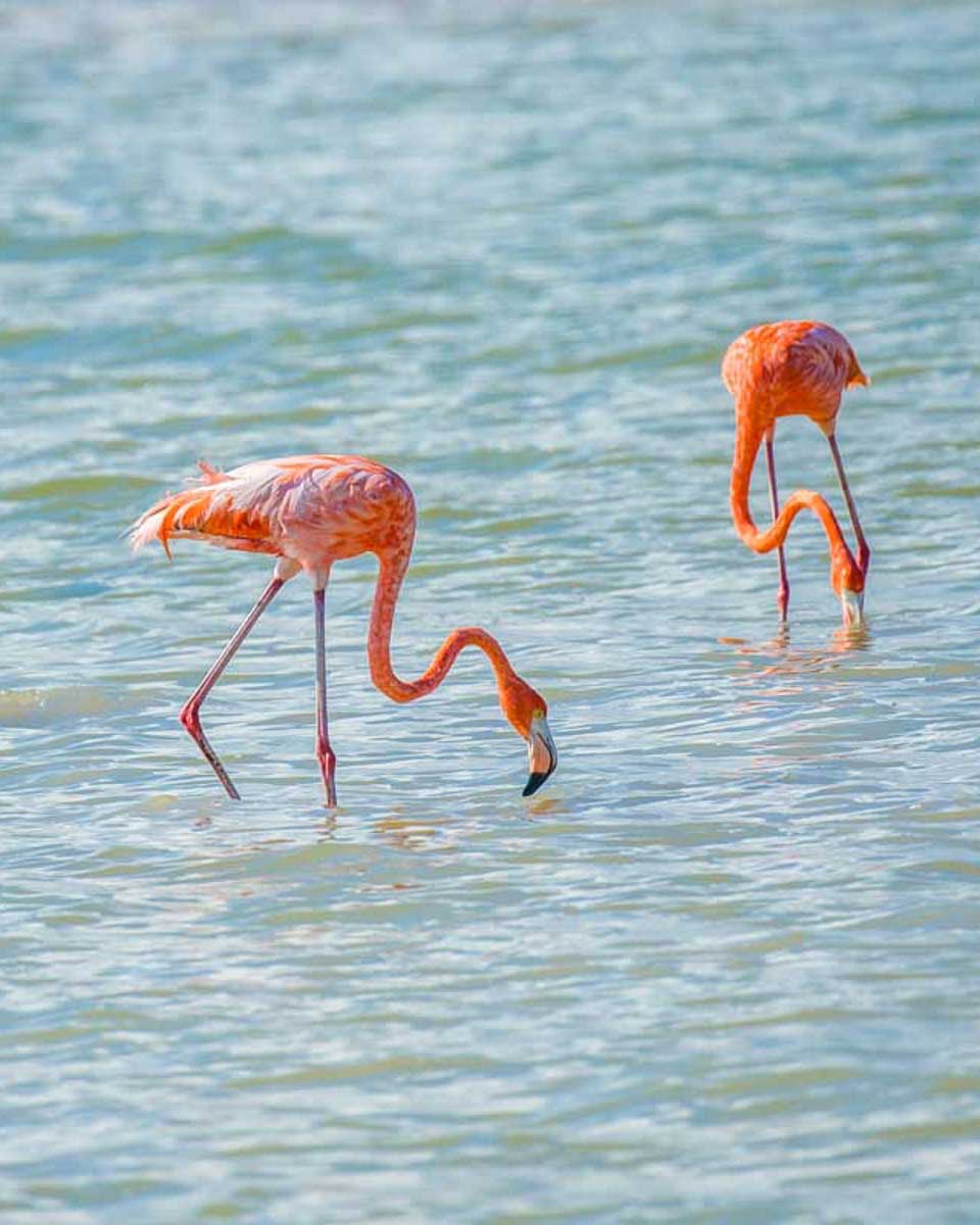 Flamingos seen at the Rio Lagartos Biosphere Reserve on a tour from Merida Mexico 1