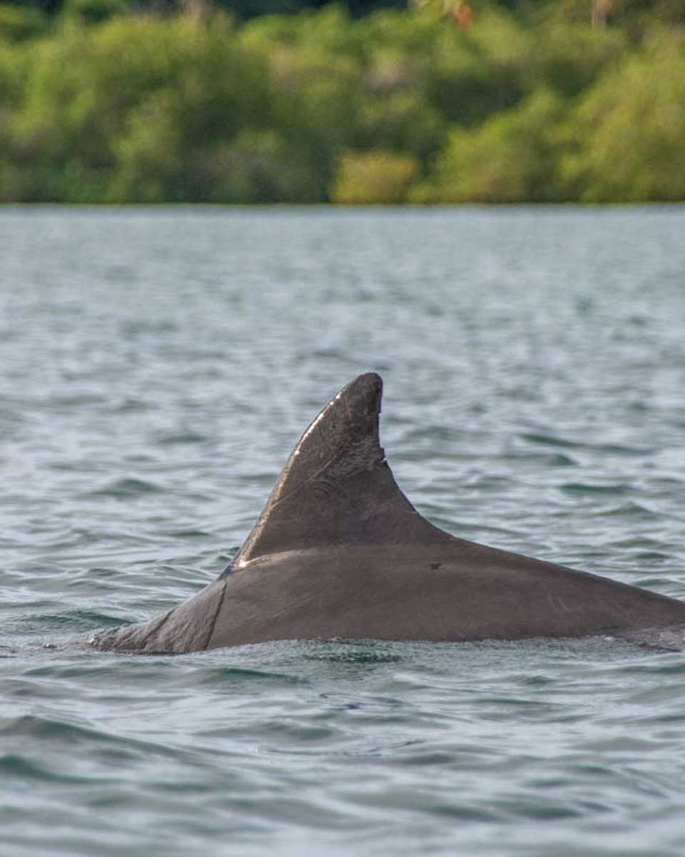 Wild-dolphin-in-Byron Bay Australia