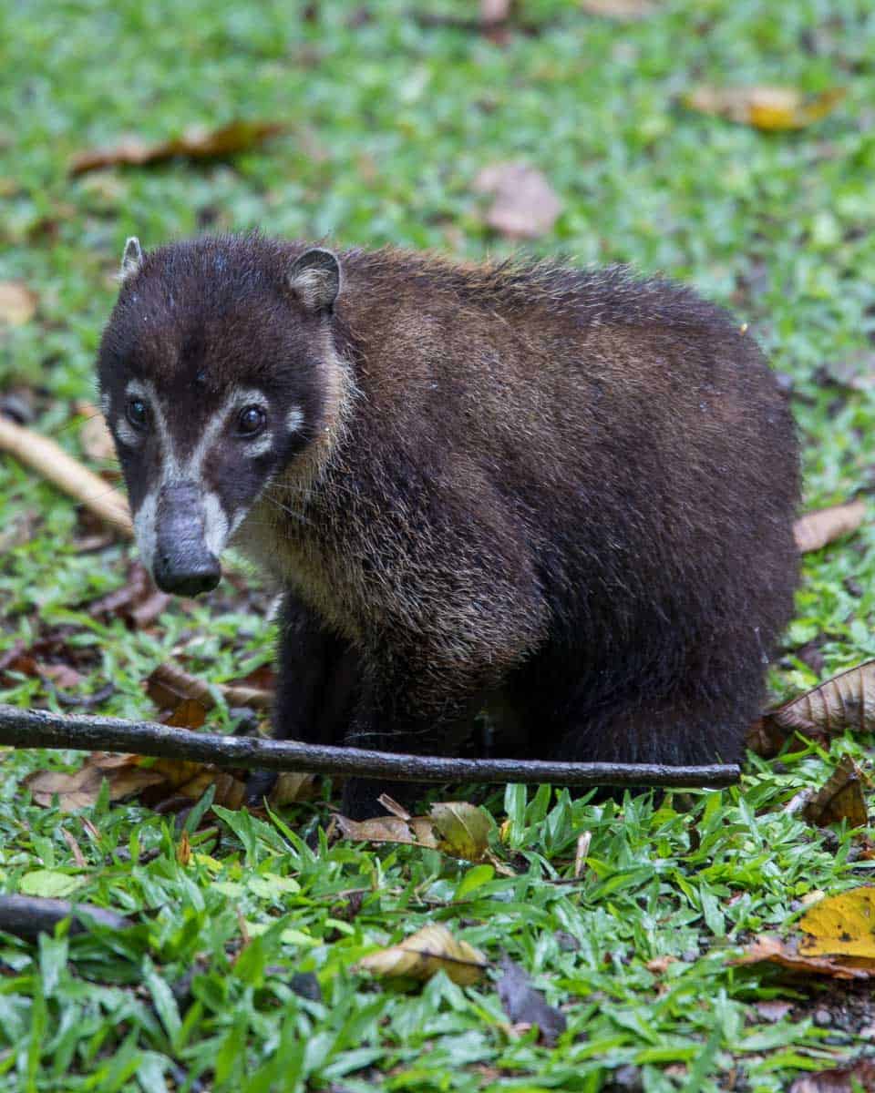 A-coati-seen on a hike of Monkey Mountain in Sayulita Mexico
