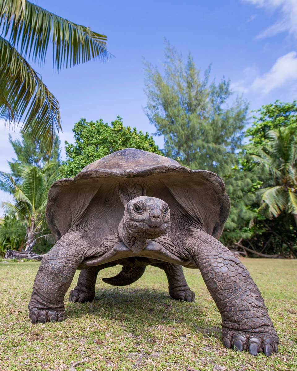 A giant tortoise seen on Seychelles