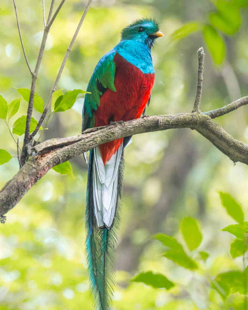 A-quetzal-seen on a bird watching tour of Lake Atitlan Guatemala
