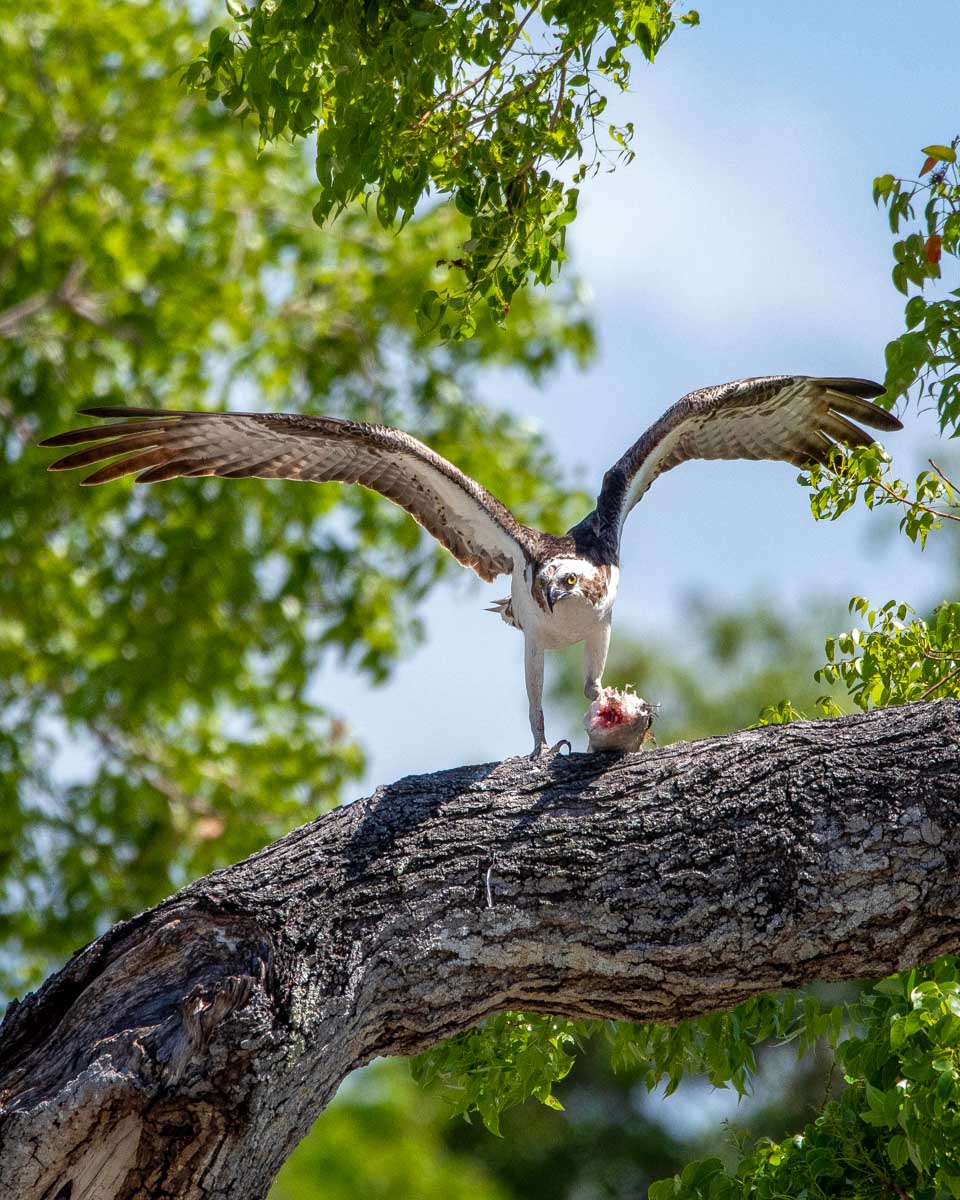 An osprey seen in the Noosa Everglades on a canoe tour from the Sunshine Coast Australia