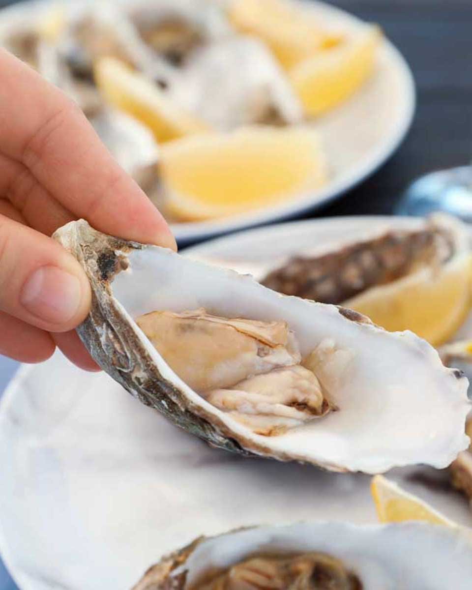 Bailey-eats-fresh-oysters-on-a-cruise of the Sunshine Coast Australia