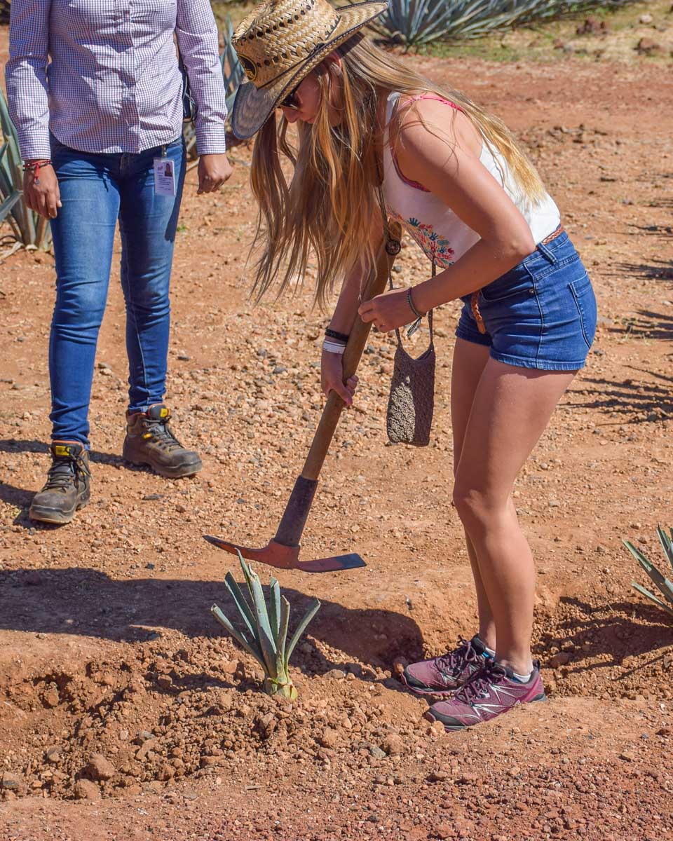 Bailey-next to blue agave on a tour from Mazatlan Mexico