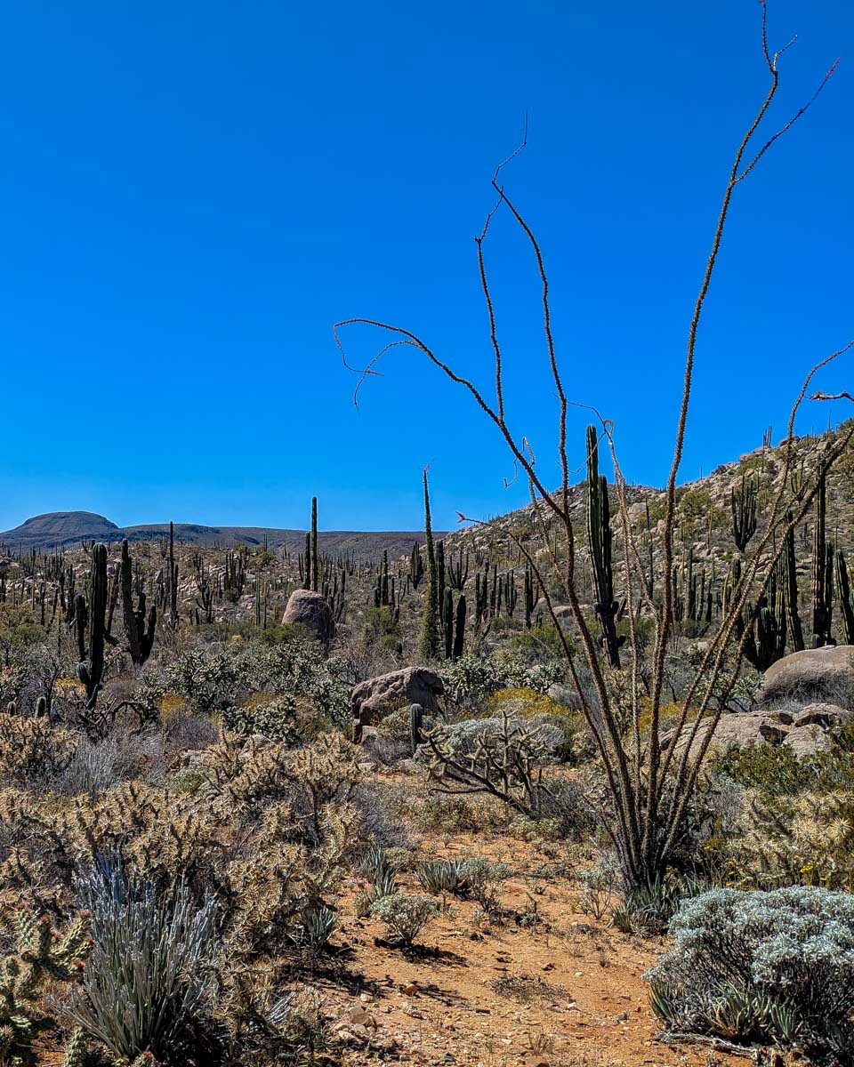 Desert landscape around San Miguel de Allende Mexico on a horseback riding tour
