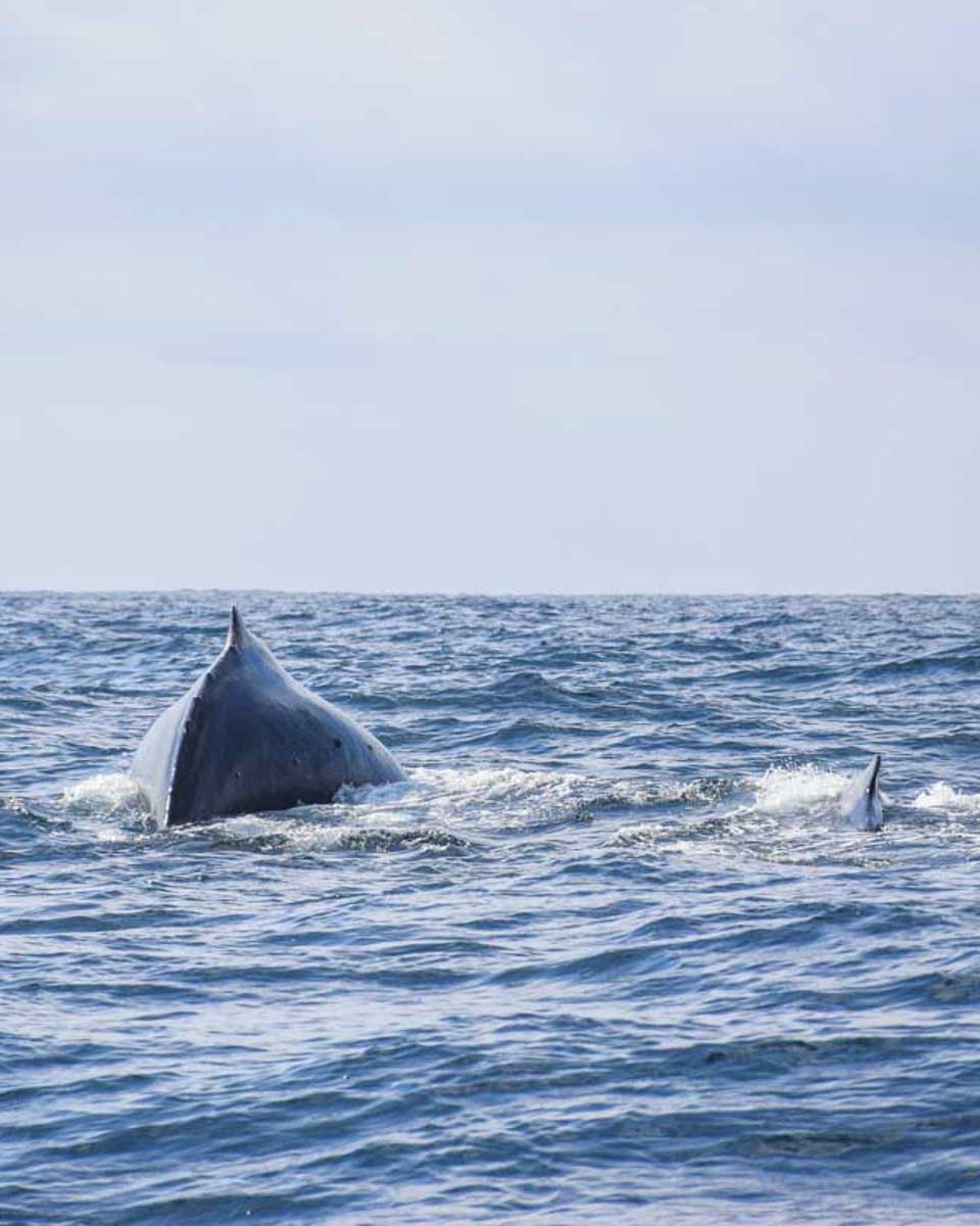 Humpback-whale-swims-through-Sunshine Coast Australia