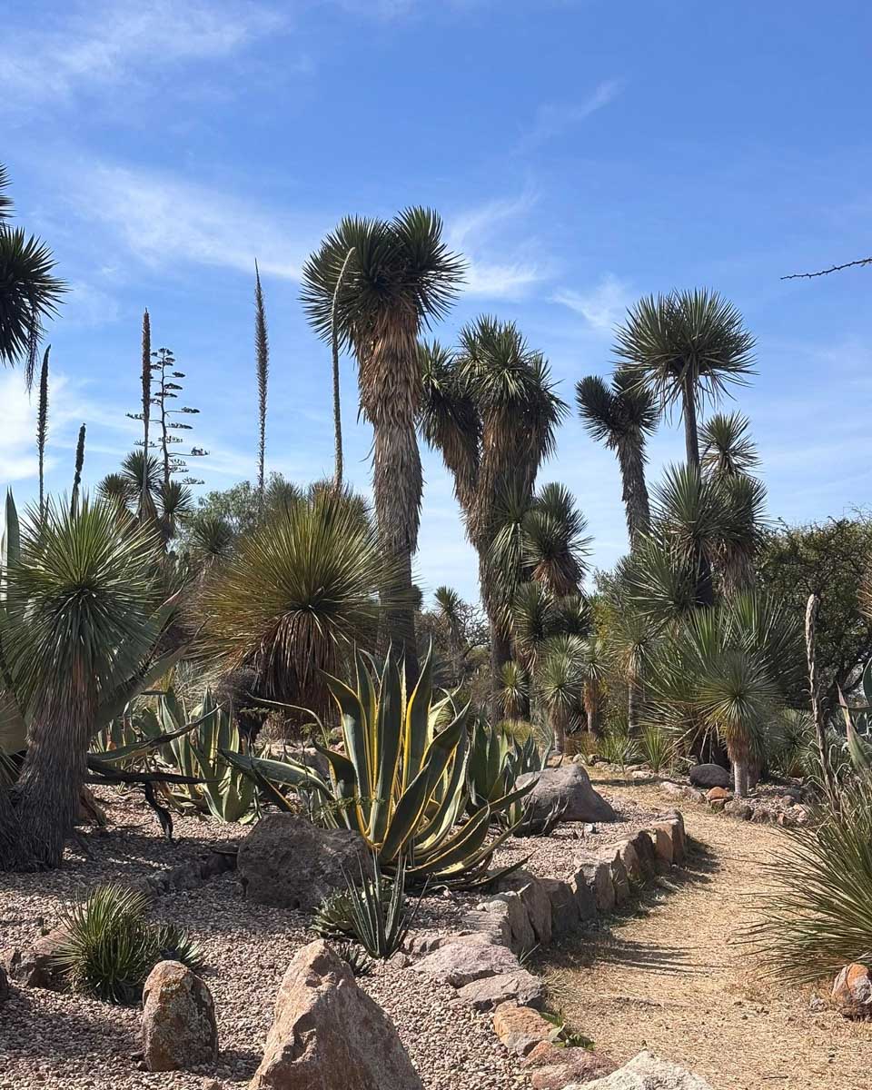 JardÃn Botánico El Charco del Ingenio in San Miguel de Allen de Mexico 1