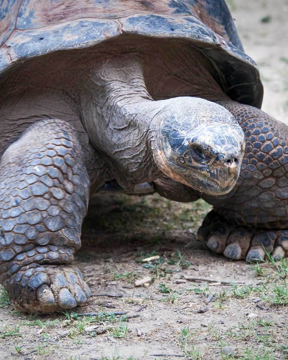 The-giant-tortoises-seen-on-a-trip to St. Anne Marine National Park from Mahe Island Seychelles