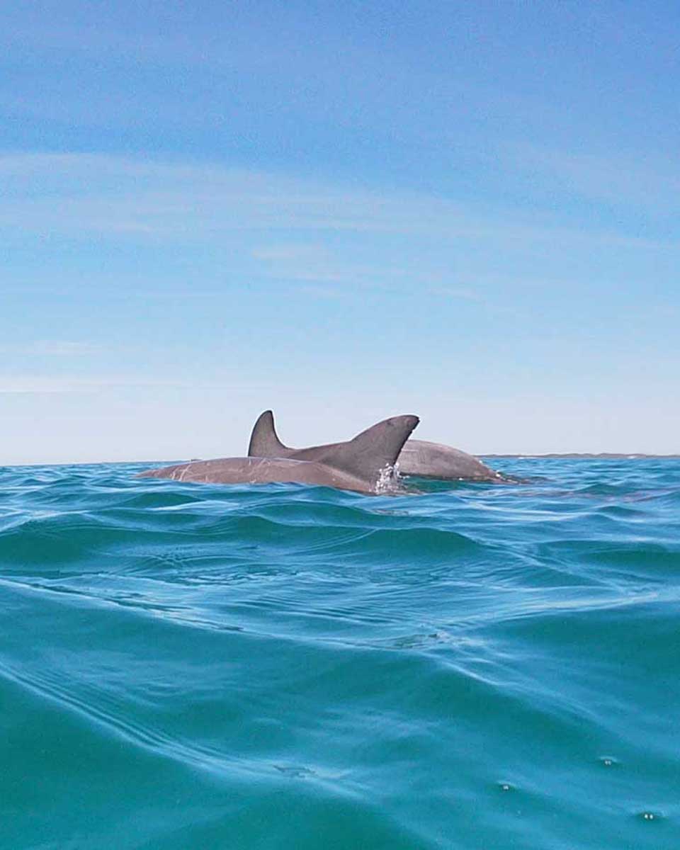 Two-dolphins-swim-in the water on a tour from the Sunshine Coast Australia