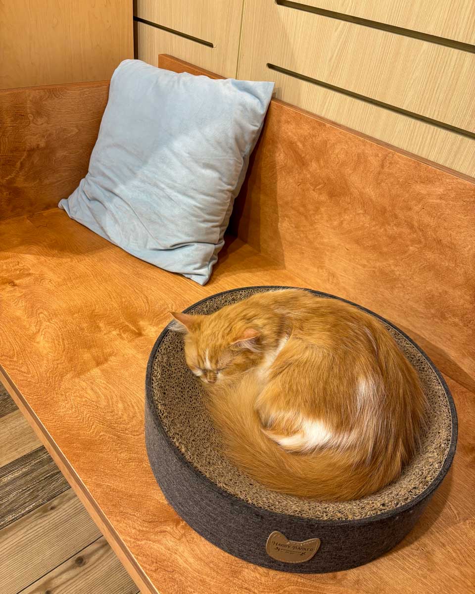 A cat at the cat cafe on Oahu Waikiki Hawaii