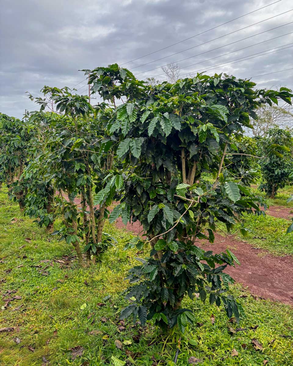 A coffee plant at Green World Coffee Farm on Oahu North Shore Hawaii (2)