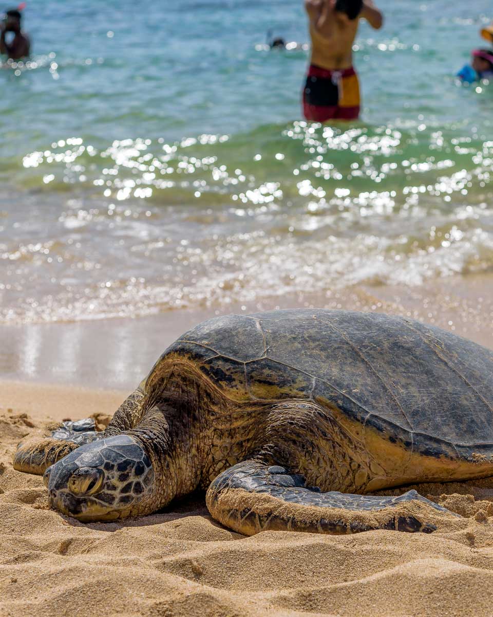 A green sea turtle resting on the beach on Oahu Hawaii