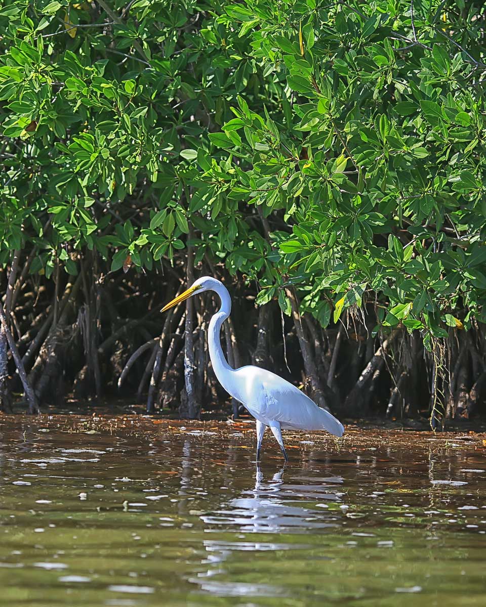 A-heron-seen-in-mangroves-on-a-tour-from-Naples