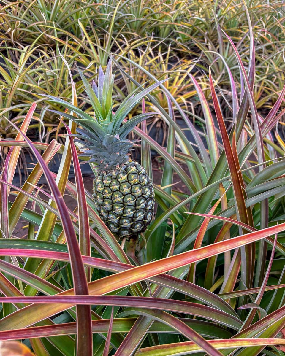 A pineapple at Dole in Waikiki Honolulu Hawaii (26)