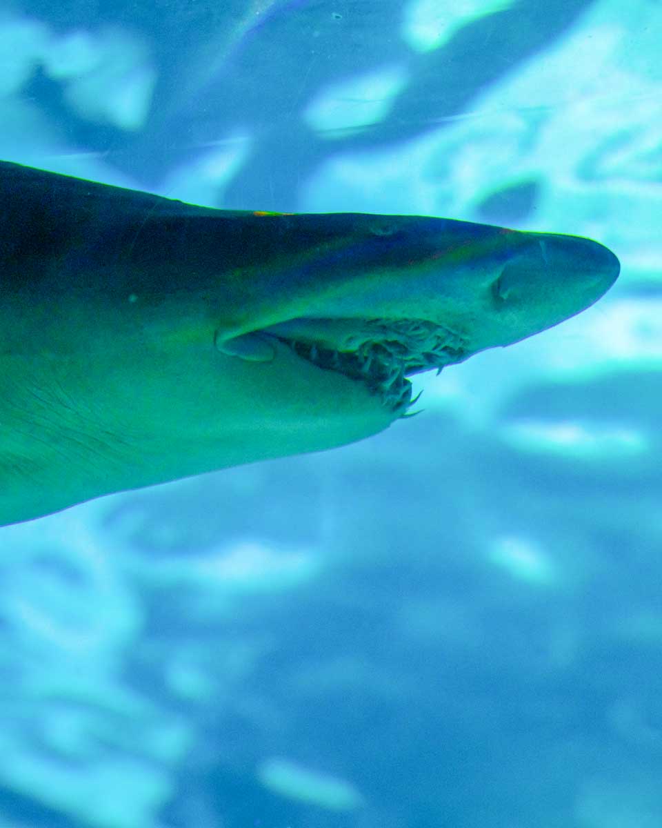 A sandbar shark seen in North Shore Oahu Hawaii