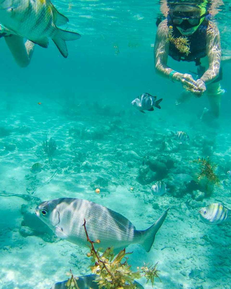 A-snorkel-tour-group-surounded-by-fish-at-Tayrona on a tour from Santa Marta Colombia