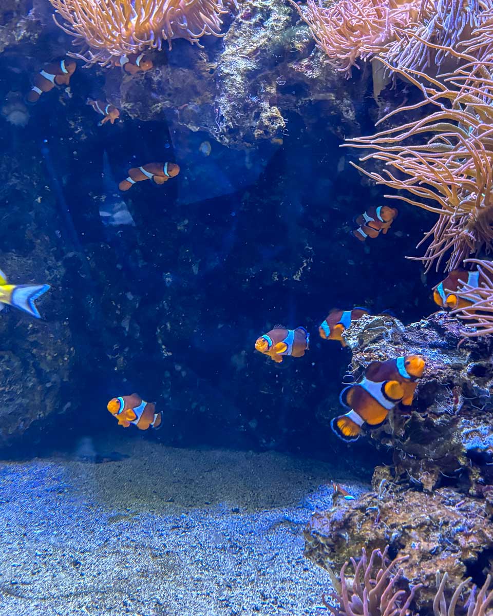 Clown fish at the Waikiki Aquarium in Waikiki Honolulu Hawaii (83)