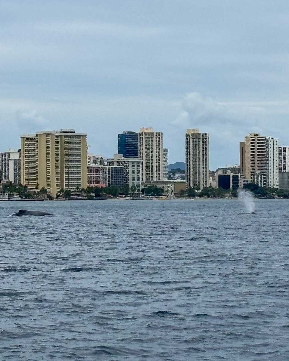 Humback whales seen from a boat tour in Waikiki Honolulu Hawaii